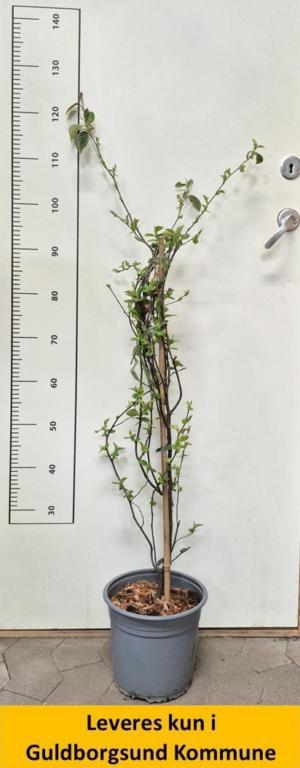 PSEUDOCYDONIA SINENSIS