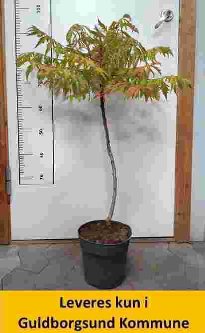 Rhus Tiger Eyes