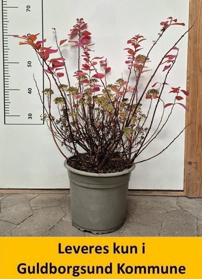 SPIRAEA BETULIFOLIA TOR