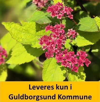 SPIRAEA Double Play RED PW