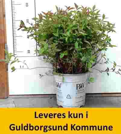 SPIRAEA Double Play RED PW