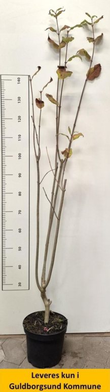 Syringa Josee