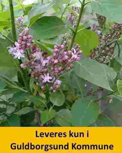 SYRINGA MICHEL BUCHNER