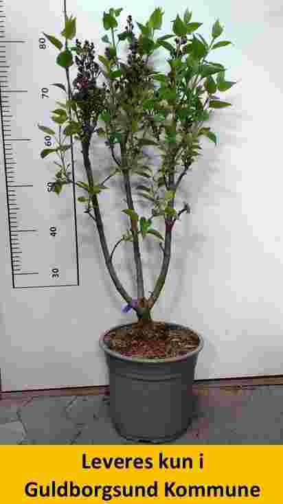 Syringa Sensation C5