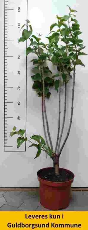 SYRINGA VUL. 'D ALICE HARDING C5 60-80