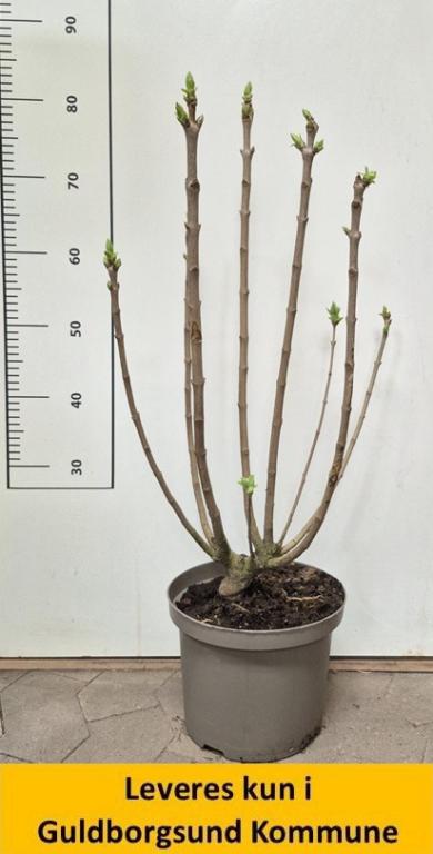 Syringa vulg. Beauty of Moscow C5 60-80