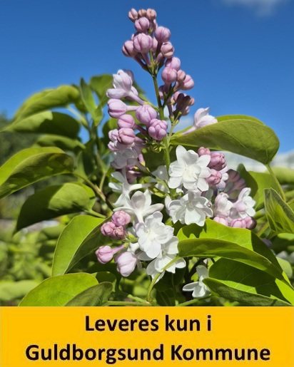 Syringa vulg. Beauty of Moscow C5 60-80