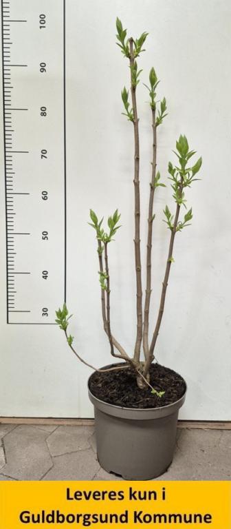 Syringa vulg. Primrose C5 60-80 cm.