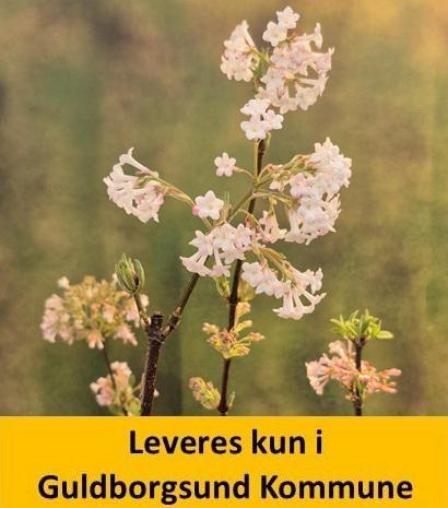 Viburnum bodn. Charles Lamont