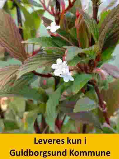 VIBURNUM BODN. CHARLES LAMONT