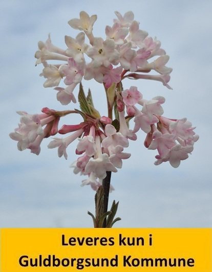 Viburnum bodn. Dawn 60-80