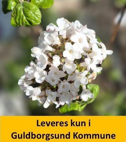 Viburnum burkwoodii Anne Russel