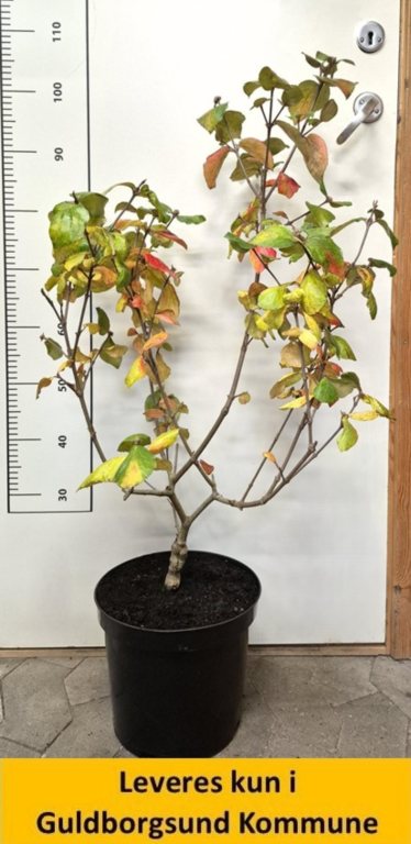 Viburnum Burkwoodii Anne Russel