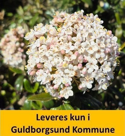 Viburnum burkwoodii Conoy