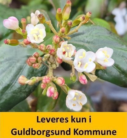 Viburnum burkwoodii Conoy