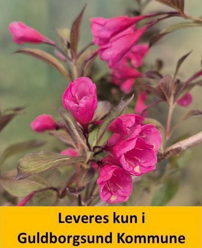 Weigela Alexandra