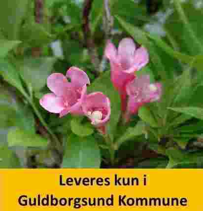 Weigela My Monet Sunset