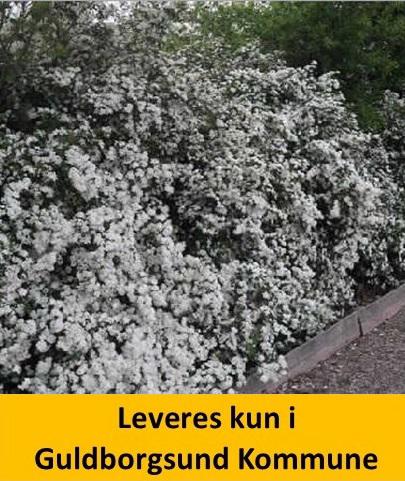 Spiraea vanhouttei bdt. m. 10 stk.