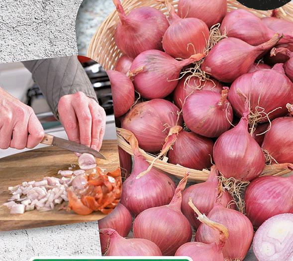 SHALLOT RED SUN 500 GR.