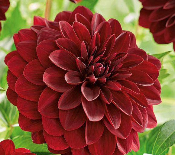 DAHLIA ARABIAN NIGHT