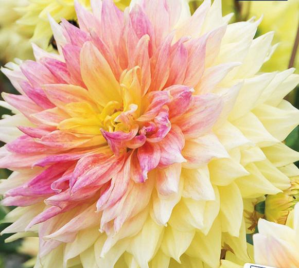 DAHLIA DEC.ADVANCE