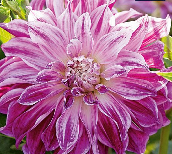DAHLIA DEC.BRISTOL STRIPE