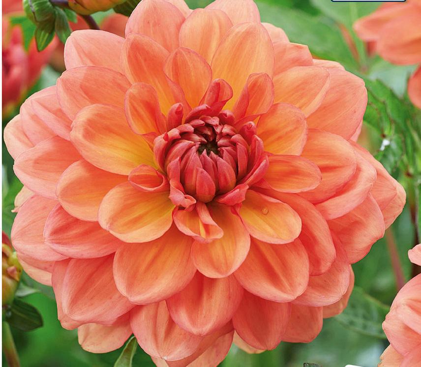 DAHLIA GO GO PEACH