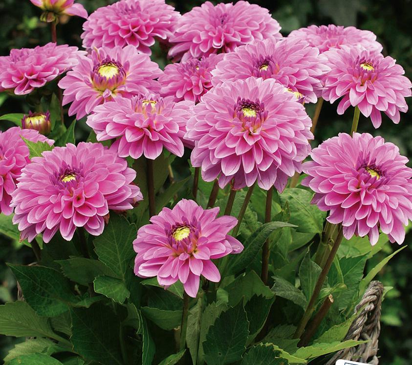 DAHLIA GO GO PINK