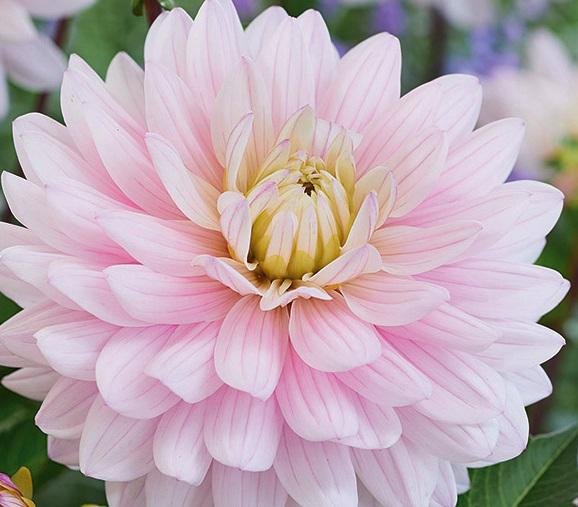 DAHLIA LADY KATE
