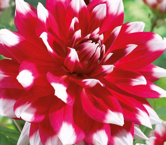 DAHLIA RED EMPIRE