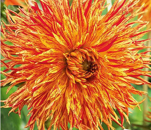 DAHLIA REJMANS FIRECRACKER