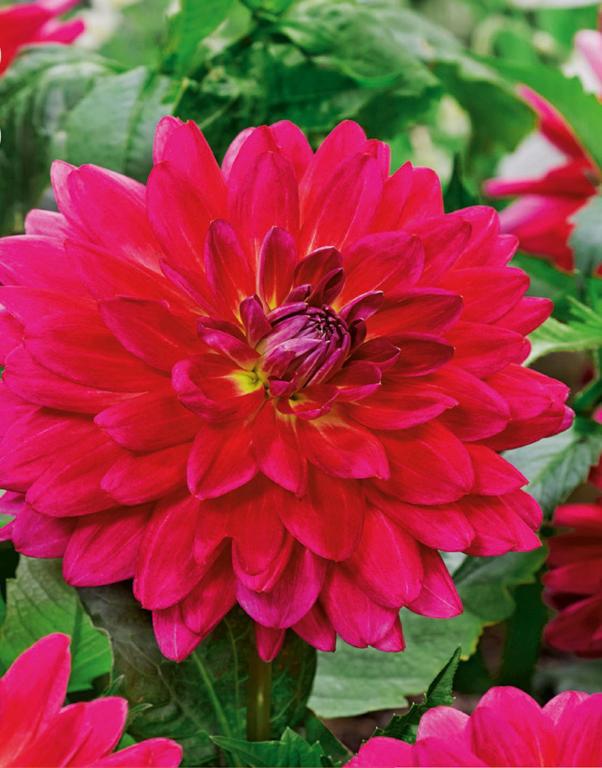 DAHLIA TERRONE