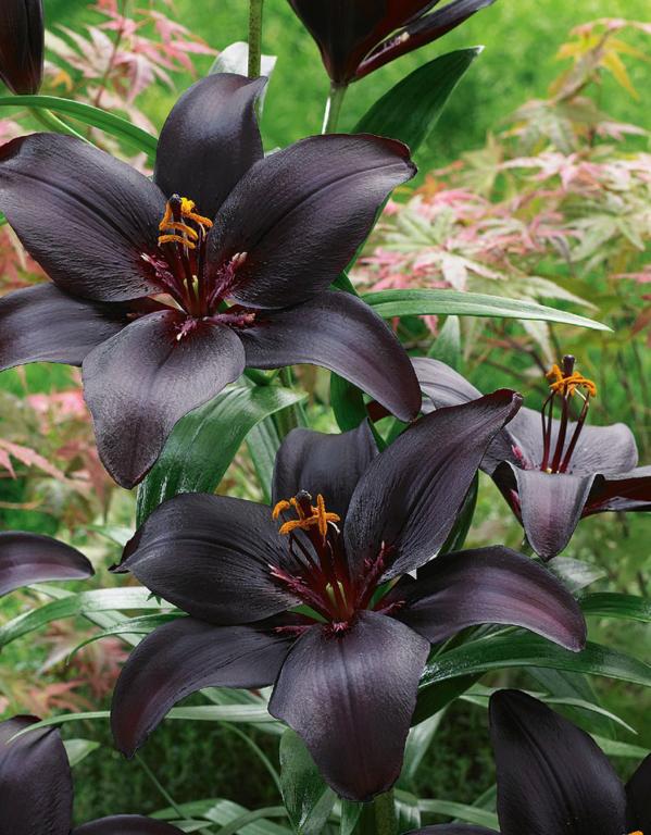 LILIUM BLACK