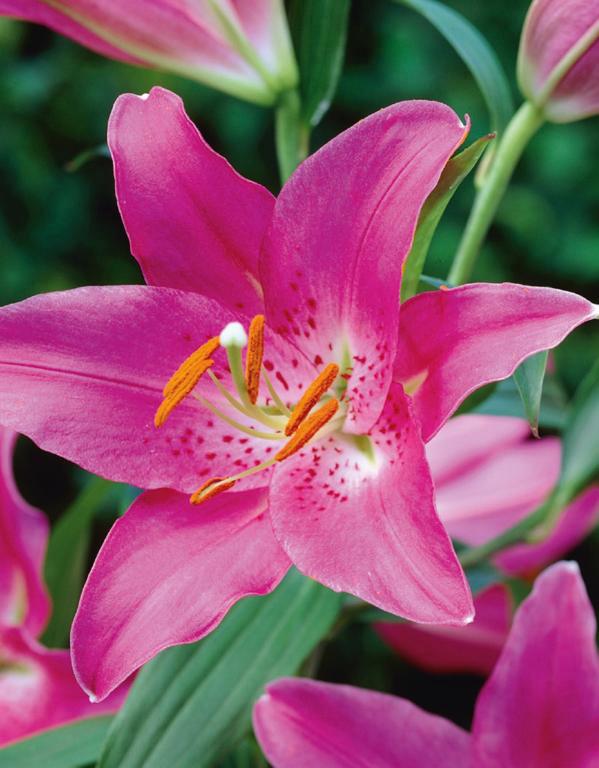 LILIUM PINK