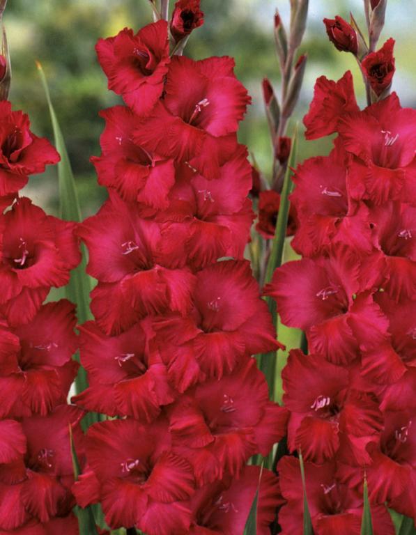 GLADIOLUS PLUMTART