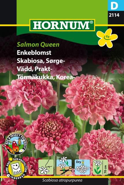 Enkeblomst, Salmon Queen (D)