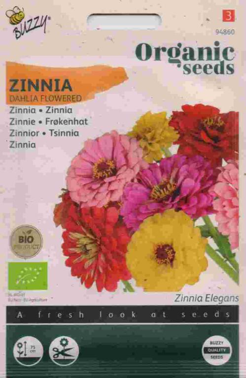 Buzzy Økologisk Zinnia doubel dahliaflow