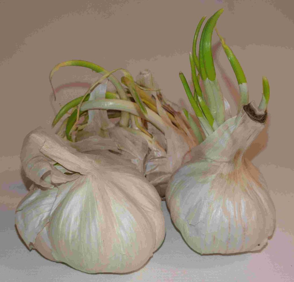 GARLIC PINK