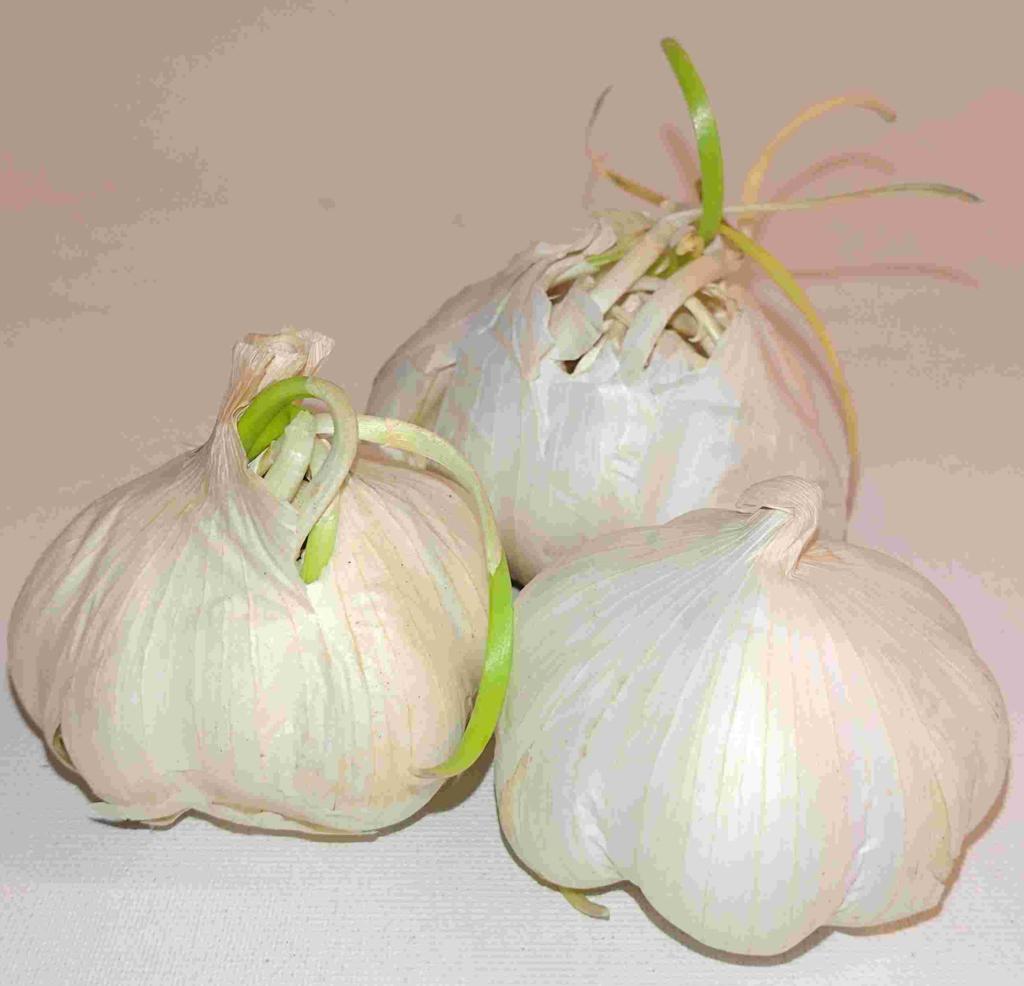 Hvidløg GARLIC