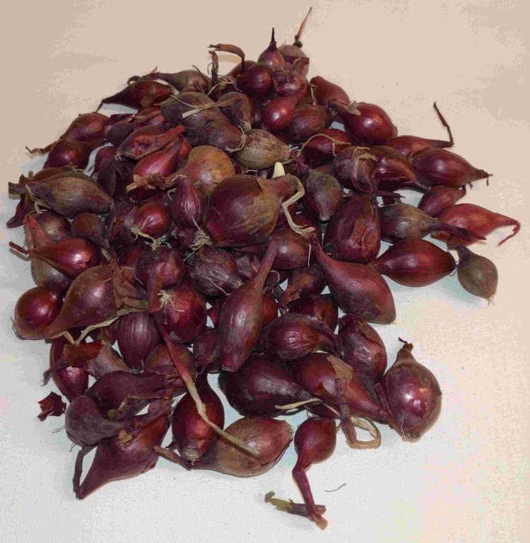 Rødløg 250GR