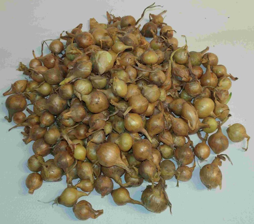 Alm. Løg. STORKØB 500GR