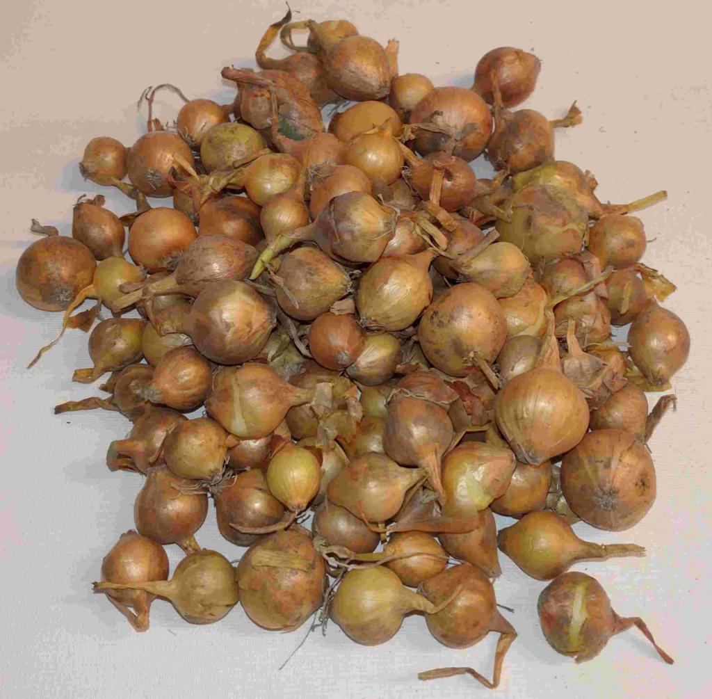 LØG STUTTGARTER RIESEN 250GR
