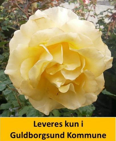 KAJ MUNK™