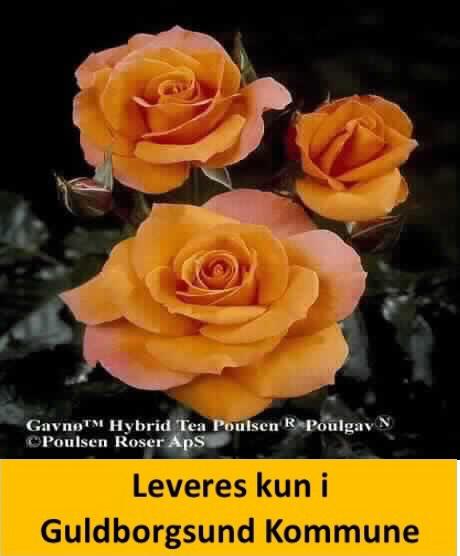Gavnø™