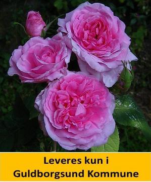 ROSA 'COMTE DE CHAMBORD'