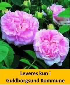 ROSA 'MAIDENS BLUSH'
