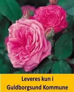 GERTRUDE JEKYLL