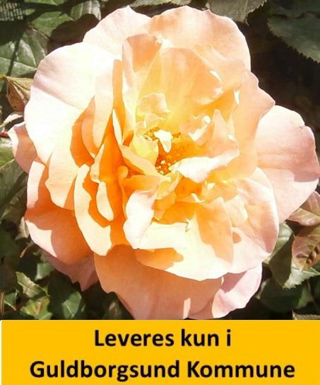 WESTERLAND