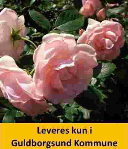 ASTRID LINDGREN™