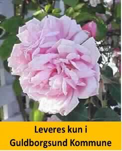 ALBERTINE